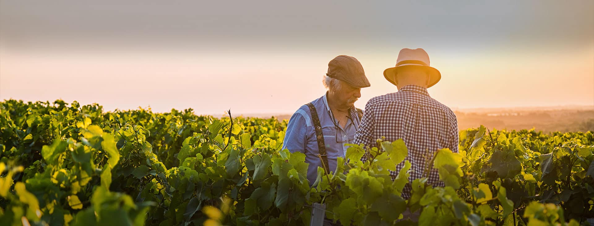 Photo couverture Les Vignerons