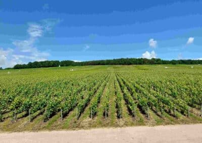 1B-Vignes