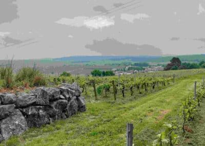 2-Vignes