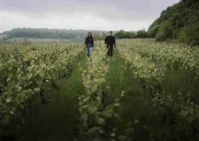 1-Les vignes